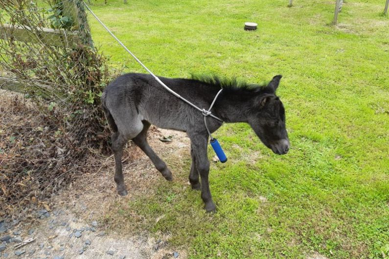 Newborn foal reunited with its mother after being found on roadside near Cootehill