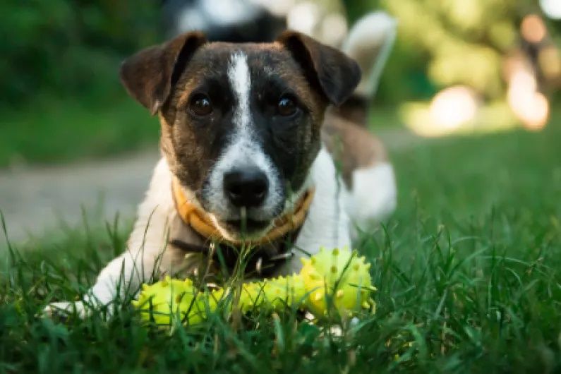 Dogs owners urged to keep pets safe over Easter