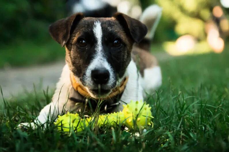 Local Garda&iacute; advise public to keep pets safe at all times