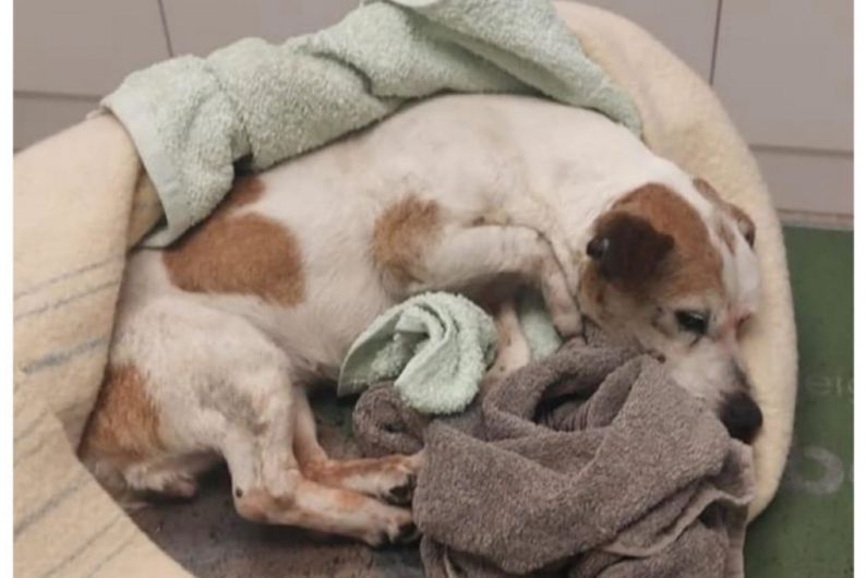 Gardaí looking for owner of a dog who was hit by car in Virginia