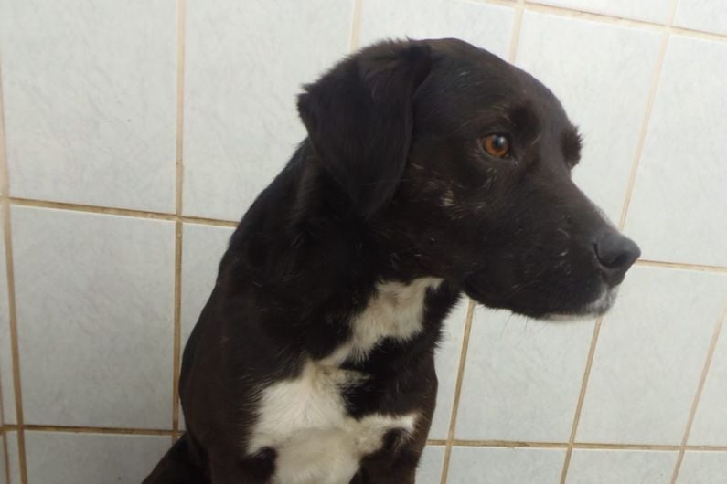 Dog in Co Monaghan at risk of being put down saved by new owner
