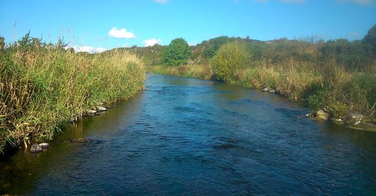 Plans lodged to improve breeding conditions for fish in Monaghan ...