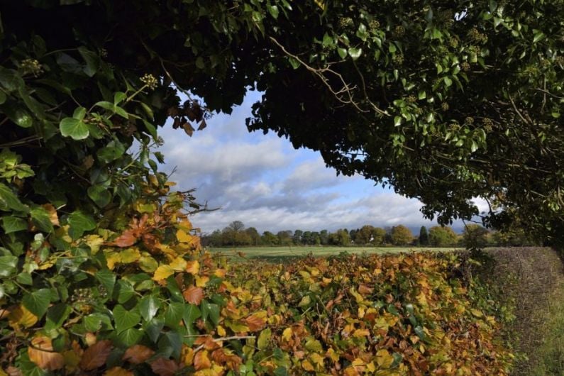 Listen Back: A Biodiversity Conference in Monaghan takes place this Saturday