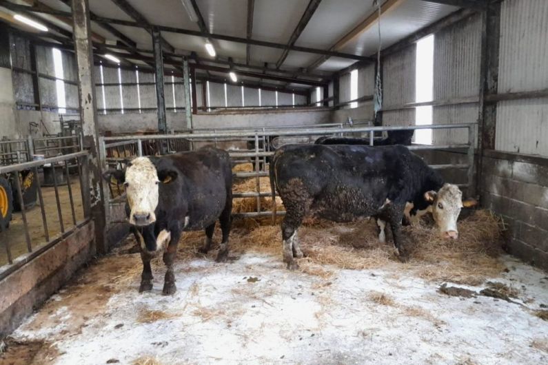 Two Hex Cows to be sold tomorrow in aid of Monaghan Alzheimer&rsquo;s society