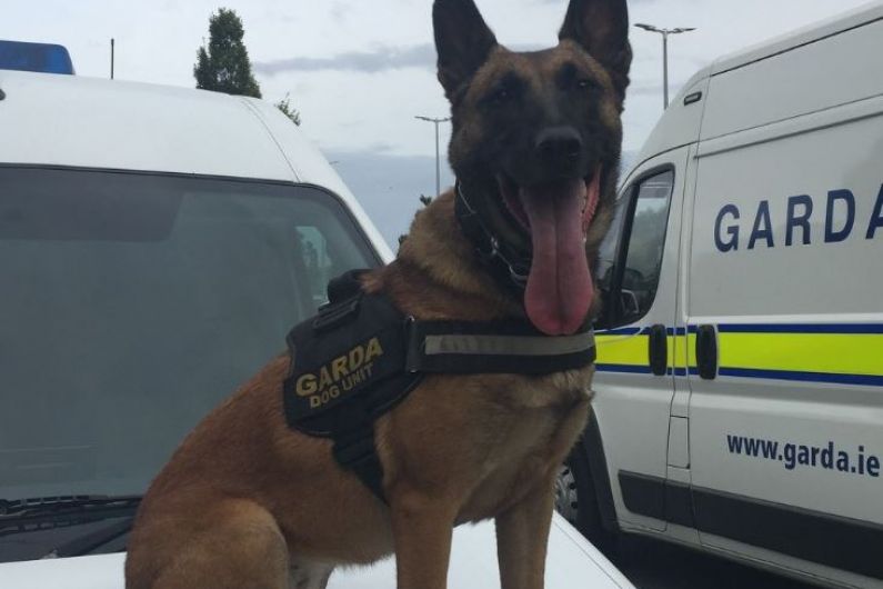 Dog unit for local gardaí to be set up in "not too distant future"