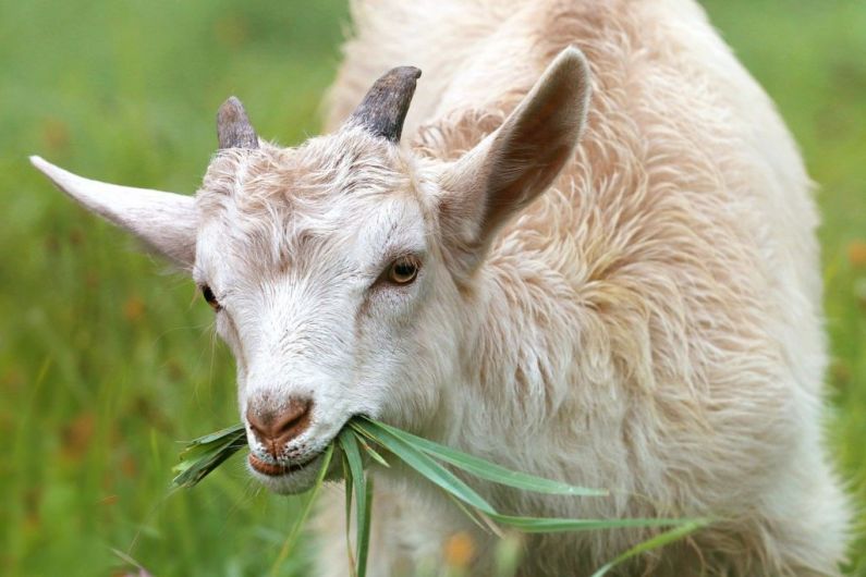 Local Authority urged to use goats to clean up local famine graveyard