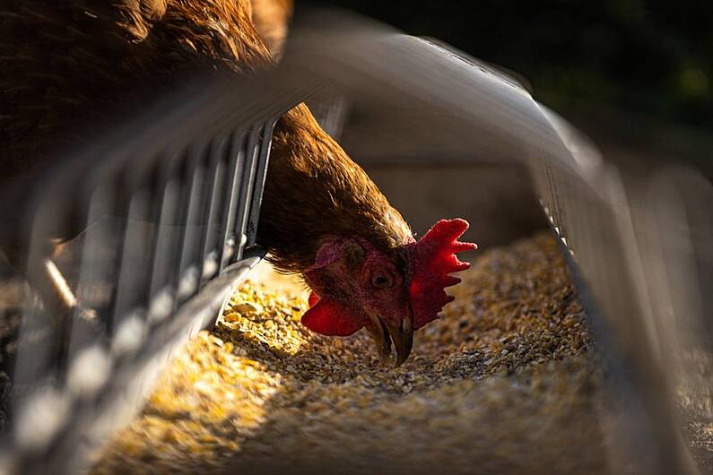 Breaking: Suspected outbreak of bird flu confirmed in Co Monaghan