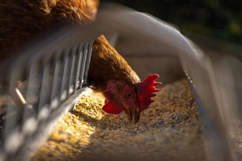 HEAR MORE: Investigation underway into potential fraud in planning applications for poultry farms in Northern Ireland