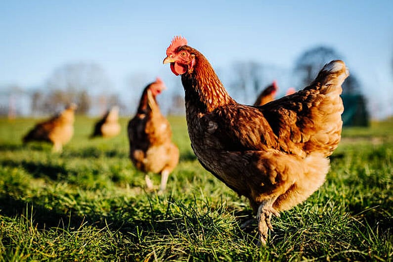 45,000 hens restricted in Monaghan pending further tests