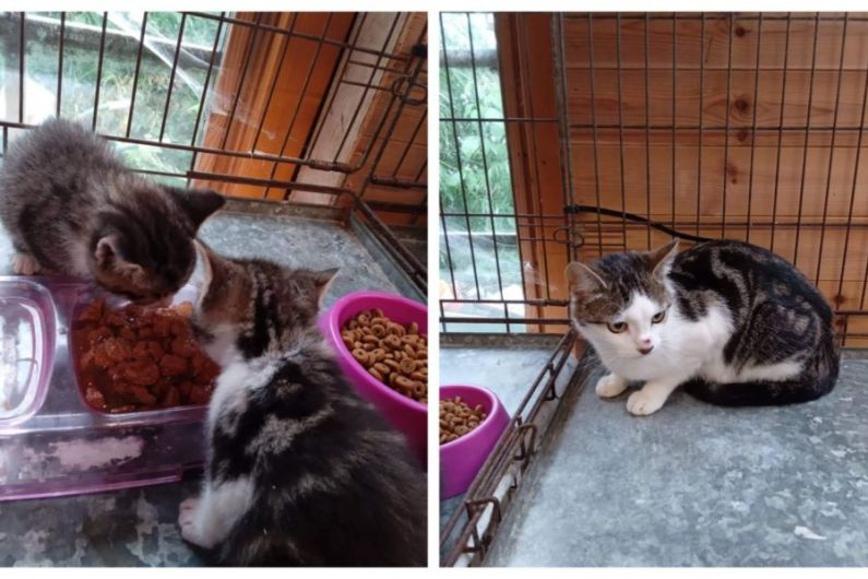 Severely malnourished cat put down after nine dumped at Cavan Kitten Cottage