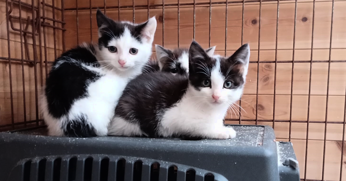 LISTEN BACK Twelve starving cats taken in by Cavan Kitten Cottage