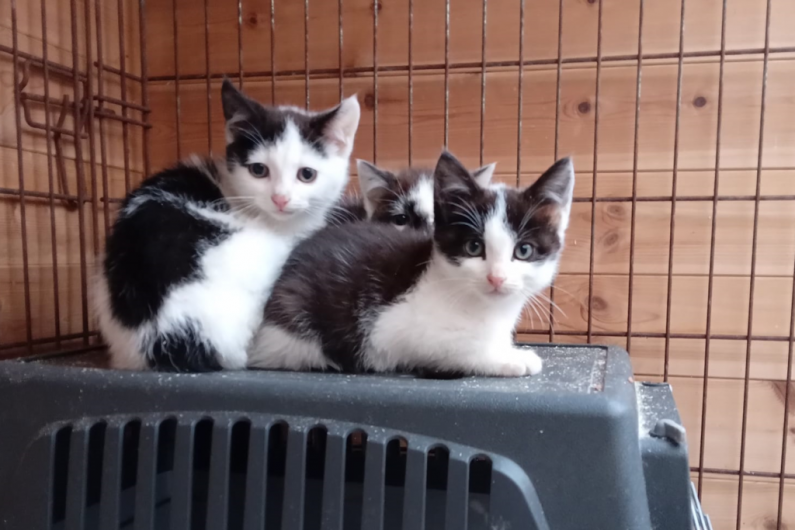LISTEN BACK: Twelve starving cats taken in by Cavan Kitten Cottage over two week period