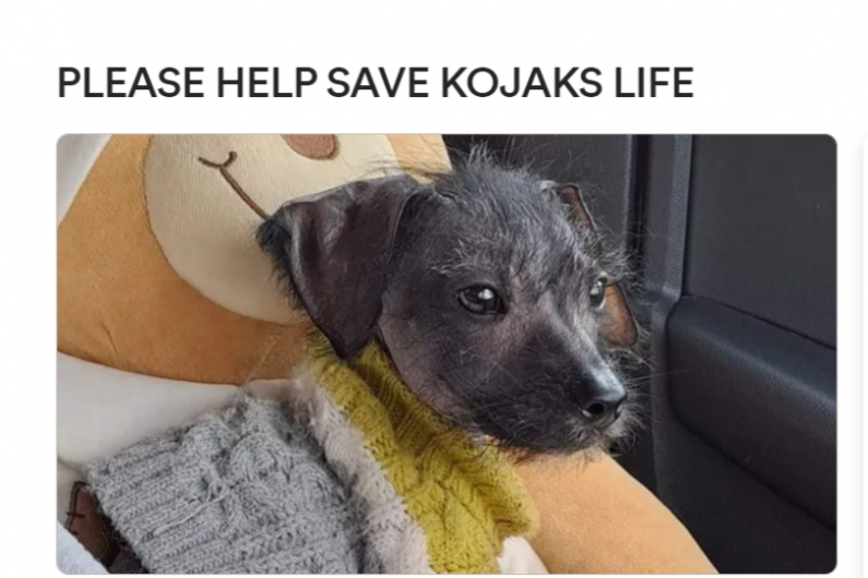 Listen Back: Please help save Kojak's life