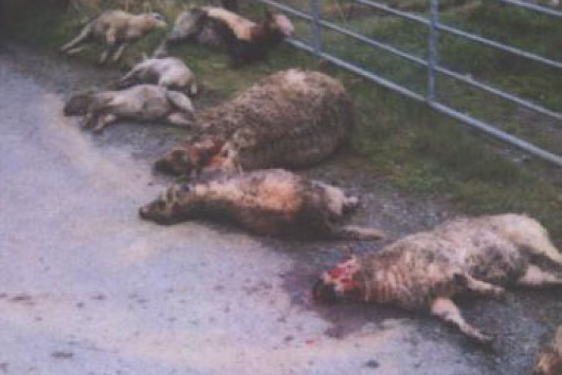 Plea for dogs to be kept under control following two recent sheep attacks in Monaghan