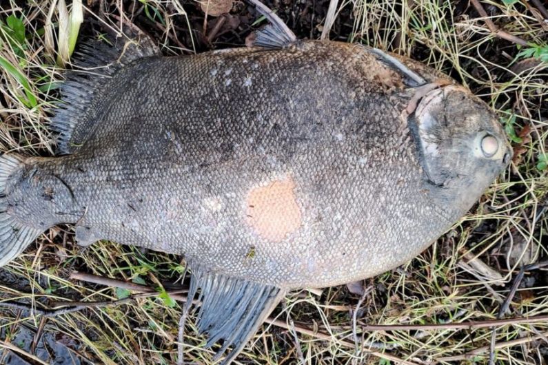 Dead Pacu fish, native to the Amazon found at local lake