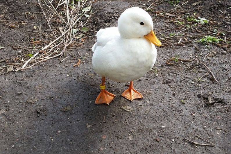 Cavan man appeals for information on the whereabouts of his call ducks