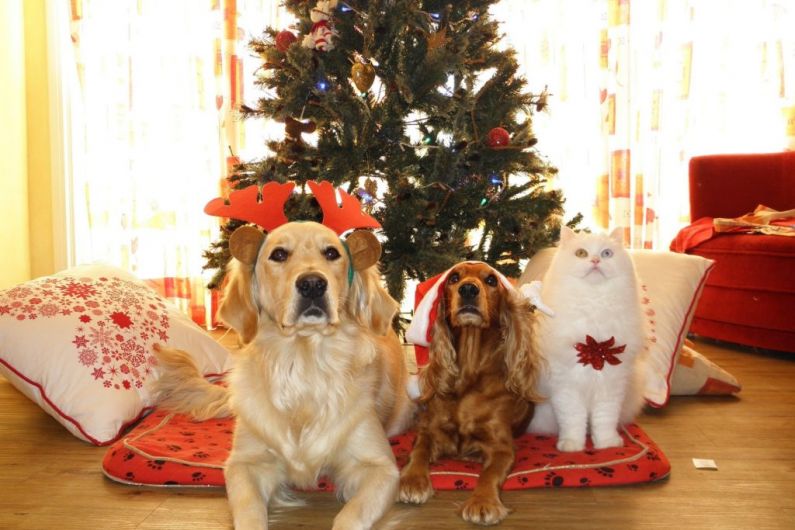 Local pet owners urged to be cautious over festive treats