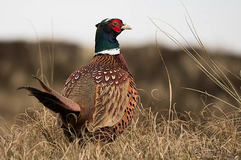 Local Game Council rep says conservation is biggest part of gun club events