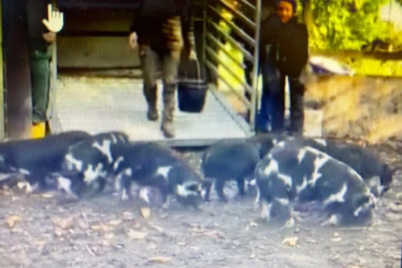 Dumped pigs in Cavan 'bacon' our hearts...