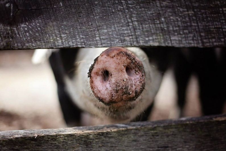 Local farmer says pigs are kept in "highest standards" following claims they "never see sunlight"