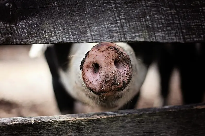 Cavan IFA calls for additional supports to save pig sector