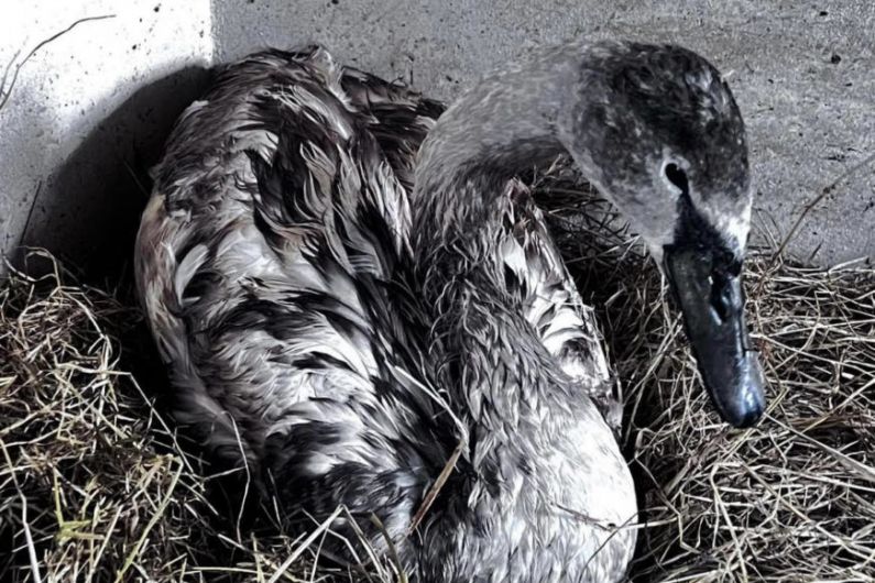 Injured swan in West Cavan dramatically rescued from frozen lake