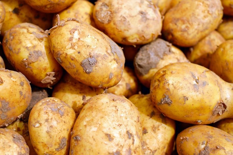 Potato Blight warning issued by Met Eireann