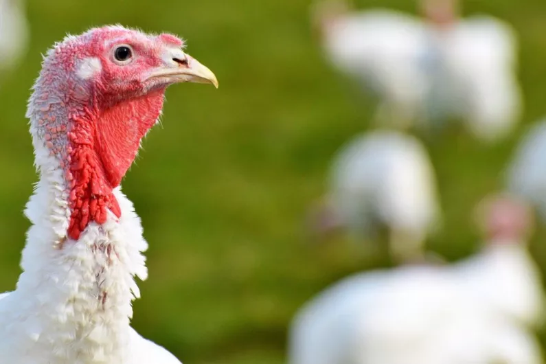 Bird flu found on Cavan turkey farm