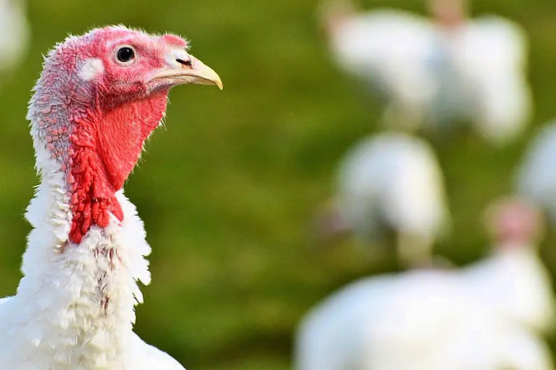 McConalogue says there 'shouldn't be a problem' with turkeys at Christmas