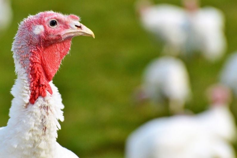 Local turkey farmers considering scaling back ahead of Christmas