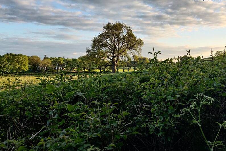 &euro;831,000 announced for biodiversity projects locally