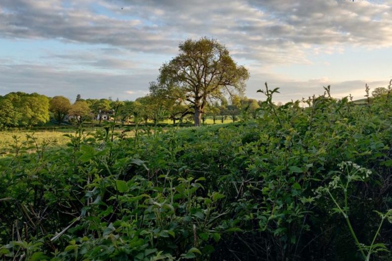 Listen Back: Tree planting event in Virginia in aid of local cancer fund