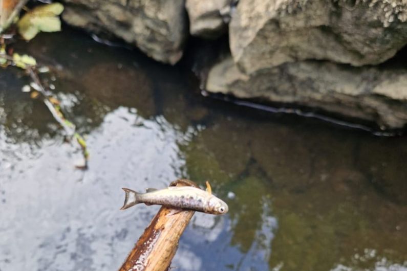 Over 150 trout killed in Co Cavan river