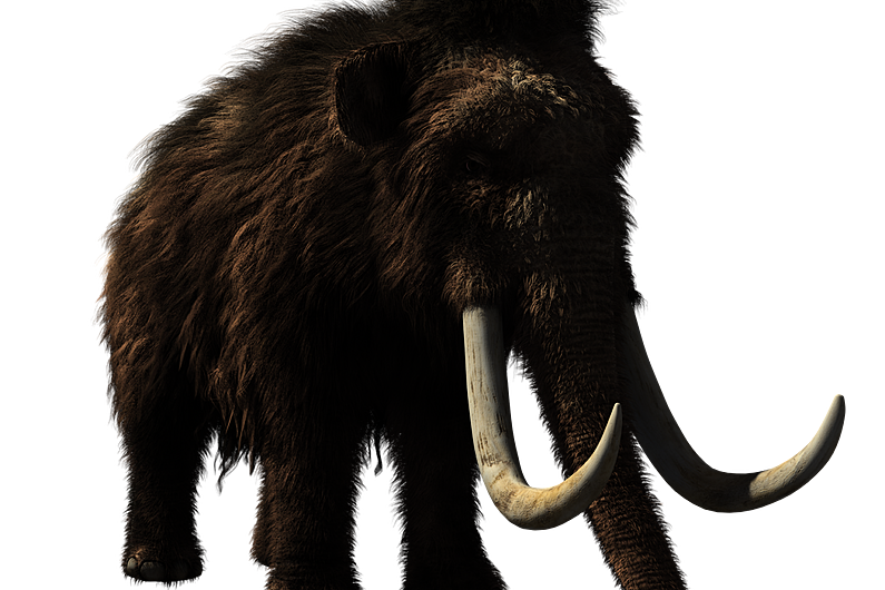 Planning permission lodged to erect a life size woolly mammoth in Cavan