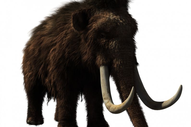 Hopes Belturbet woolly mammoth will explain prehistoric Ireland