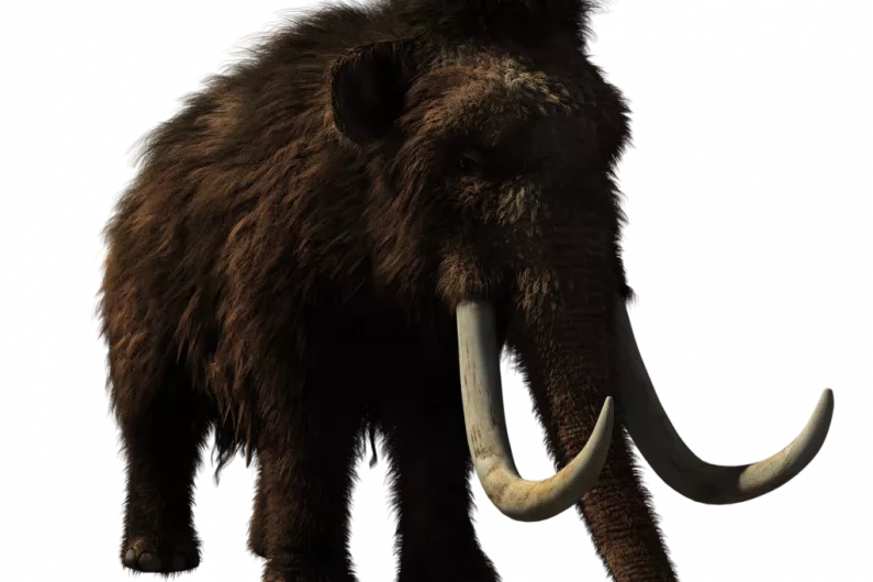 Planning permission lodged to erect a life size woolly mammoth in Cavan