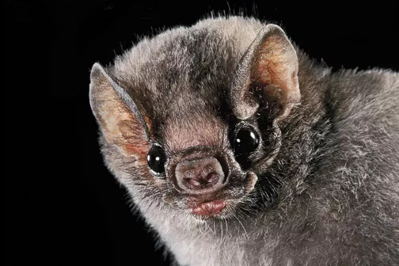 The Bats of Ballinode