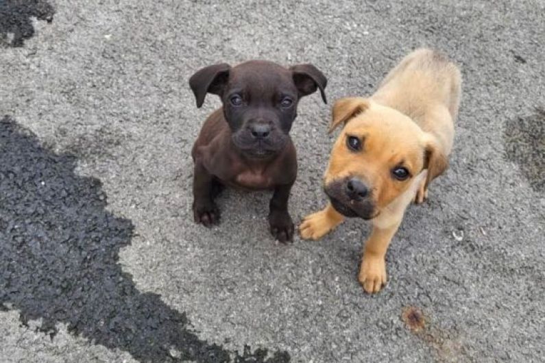 Cavan SPCA says it believes three puppies were discovered yesterday were dumped