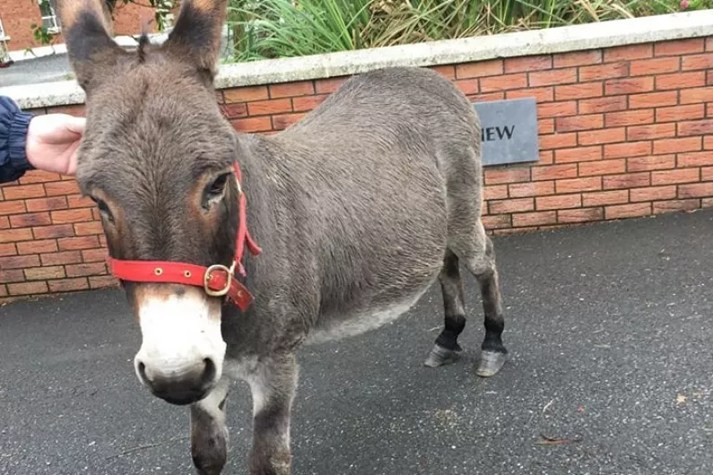 Donkey reunited with owner after 'great escape' in Co Cavan
