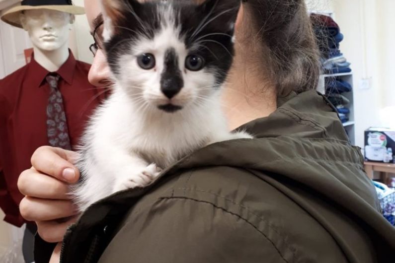 LISTEN BACK: Kitten put down after it's pushed through letterbox in Cavan