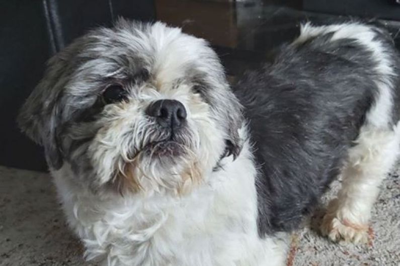HEAR MORE: Missing Smithborough dog recovered in Letterkenny