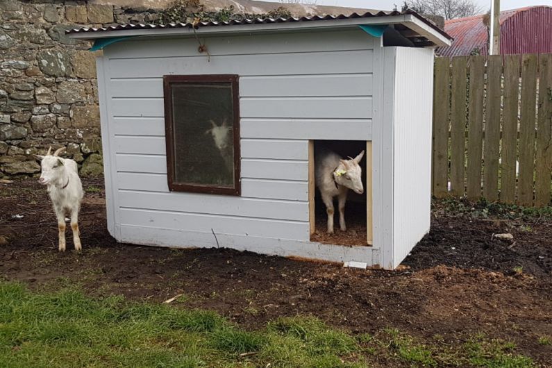 Goats for Bothar in Beech Hill College