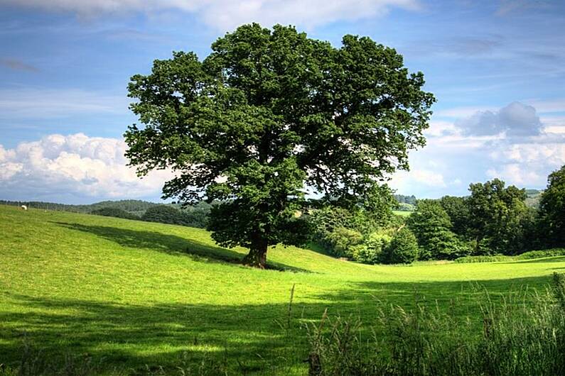 Cavan gears up for 'National Tree Week'