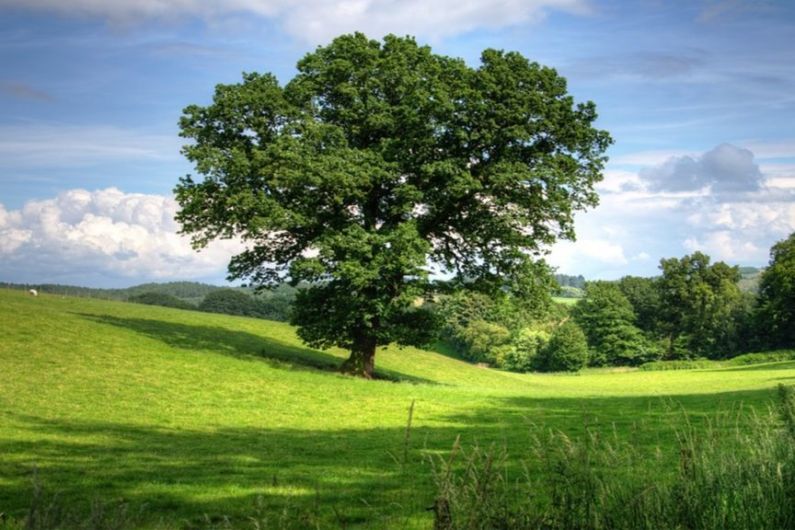 Plant a tree for loved ones in Virginia this weekend