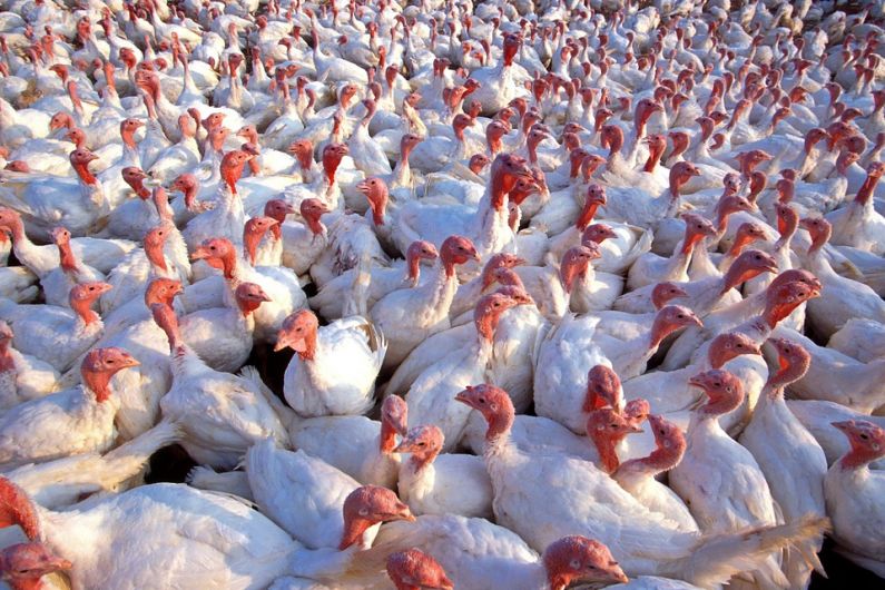 A cull will begin today on a flock of over 3,000 turkeys in Monaghan