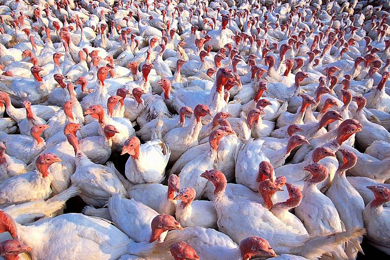 Restriction zones in place following bird flu outbreak in Co Monaghan