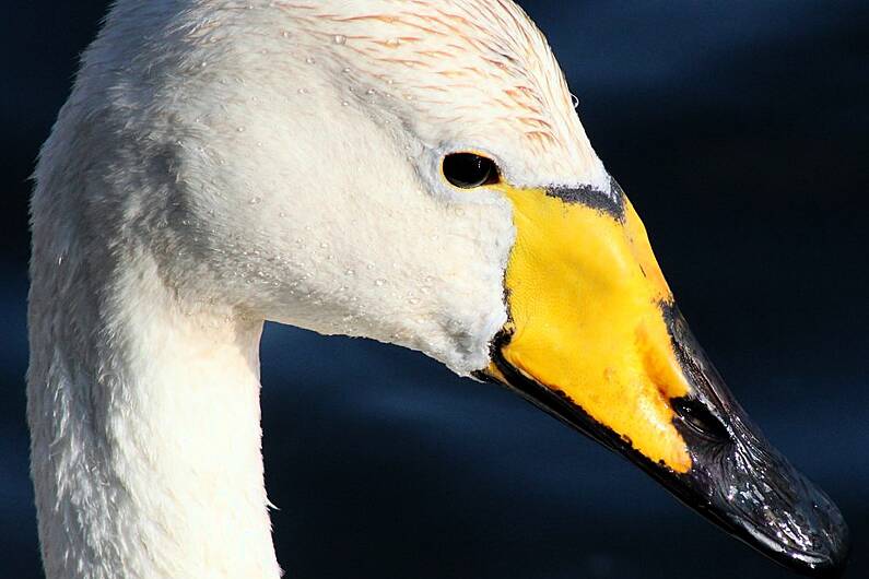 Advice issued to public over bird flu