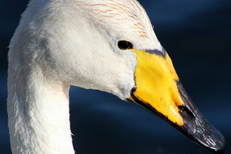 Recent detection of bird flu in cygnet in Monaghan "serves as a reminder" that virus is circulating in wild birds