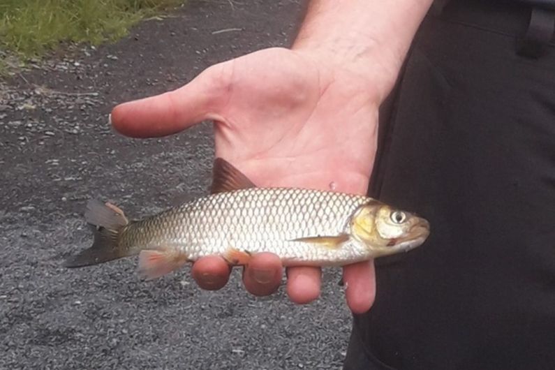 Inland Fisheries Ireland actively assessing extent of the invasion of the River Inny by the chub fish
