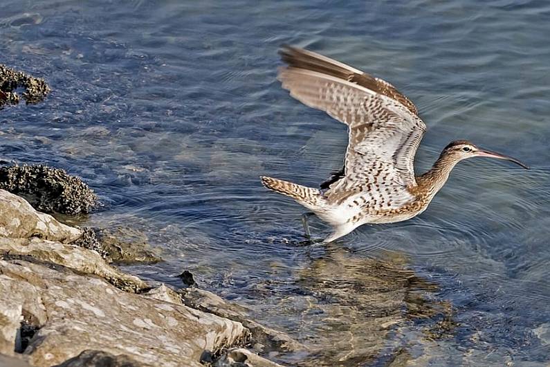 Call out for Curlew sightings to be reported due to threat